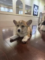 Hunter, a male Pembroke Welsh Corgi for sale in Wilbraham, MA – Photo 6 of 9