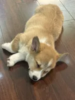 Hunter, a male Pembroke Welsh Corgi for sale in Wilbraham, MA – Photo 3 of 9