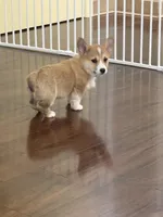 Hunter, a male Pembroke Welsh Corgi for sale in Wilbraham, MA – Photo 4 of 9