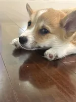 Hunter, a male Pembroke Welsh Corgi for sale in Wilbraham, MA – Photo 8 of 9