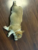 Hunter, a male Pembroke Welsh Corgi for sale in Wilbraham, MA – Photo 5 of 9