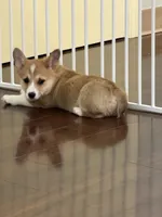 Hunter, a male Pembroke Welsh Corgi for sale in Wilbraham, MA – Photo 7 of 9