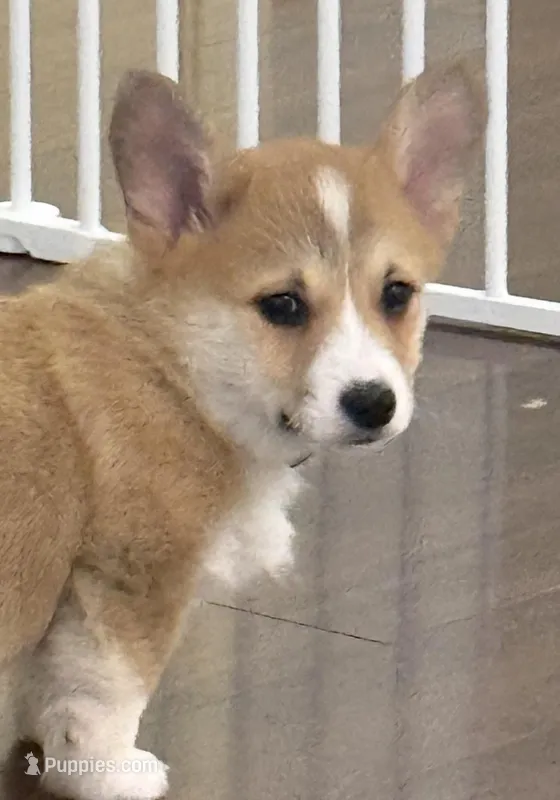 Hunter – Pembroke Welsh Corgi puppy for sale in Wilbraham, MA