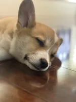 Hunter, a male Pembroke Welsh Corgi for sale in Wilbraham, MA – Photo 9 of 9