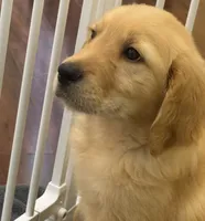 Charlie, a male Golden Retriever and English Cream Golden Retriever for sale in Hampden, MA – 4 of 6