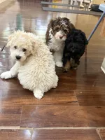 Charlie, a female Miniature Aussiedoodle for sale in Hampden, MA – 7 of 7