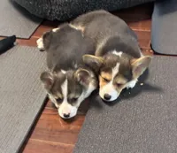 Colonel , a male Pembroke Welsh Corgi for sale in Wilbraham, MA – 3 of 5