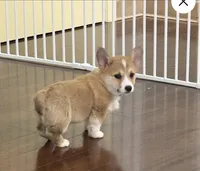 Fawn, a female Pembroke Welsh Corgi for sale in Wilbraham, MA – 3 of 4