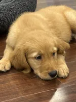 Hawk, a male Golden Retriever and English Cream Golden Retriever for sale in Hampden, MA – 4 of 10
