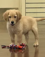 Finn, a male Golden Retriever and English Cream Golden Retriever for sale in Hampden, MA – 6 of 6