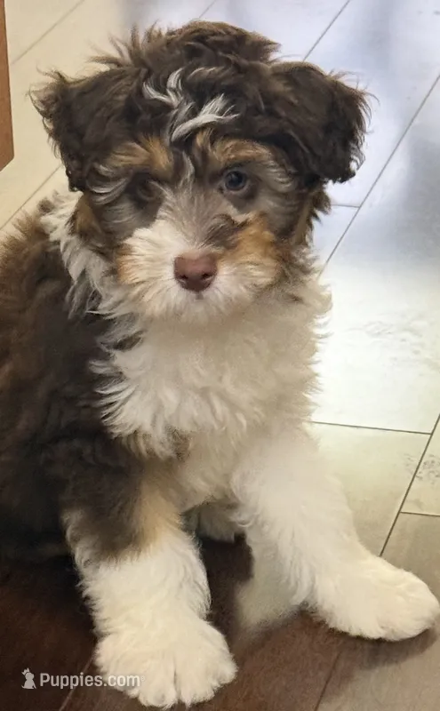 Max – Miniature Aussiedoodle puppy for sale in Hampden, MA