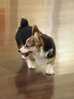 Rocky , a male Pembroke Welsh Corgi for sale in Hampden, MA – 3 of 9