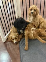 Max, a male Cavapoo for sale in Hampden, MA – 4 of 5