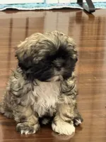Henry , a male Shih Tzu for sale in Wilbraham, MA – 2 of 5