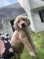 Ruby, a female Golden Retriever and English Cream Golden Retriever for sale in Hampden, MA – 2 of 2