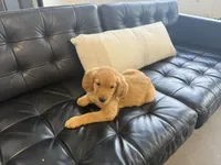 Autumn, a male Golden Retriever and English Cream Golden Retriever for sale in Hampden, MA – 3 of 4