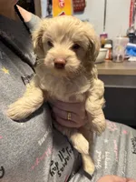 Gigi, a female Soft Coated Wheaten Terrier and Poodle - Miniature  for sale in Hampden, MA – 6 of 6