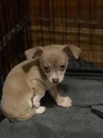 Papco, a male Chihuahua for sale in Wilbraham, MA – Photo 3 of 3