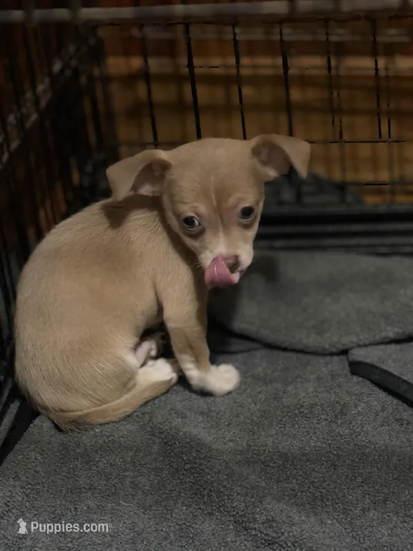Papco – Chihuahua puppy for sale in Wilbraham, MA