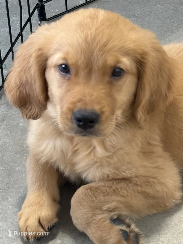 Sadie – Golden Retriever, English Cream Golden Retriever puppy for sale in Hampden, MA
