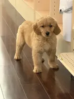 Maple, a female Golden Retriever for sale in Wilbraham, MA – 2 of 3