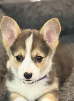 Cannon, a male Pembroke Welsh Corgi for sale in Wilbraham, MA – 3 of 3