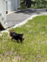 Tank, a male Pembroke Welsh Corgi for sale in Wilbraham, MA – 3 of 6