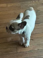 Baby girl, a male French Bulldog for sale in Hampden, MA – 8 of 8