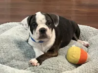 Brutus, a male French Bulldog for sale in Hampden, MA – 4 of 9
