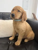 Samson, a male Golden Retriever and English Cream Golden Retriever for sale in Hampden, MA – 6 of 7