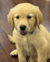 Duke, a male Golden Retriever and English Cream Golden Retriever for sale in Hampden, MA – 6 of 7