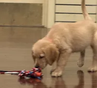 Finn, a male Golden Retriever and English Cream Golden Retriever for sale in Hampden, MA – 3 of 6