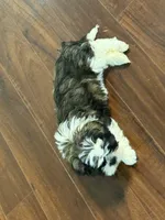 Hank, a male Shih Tzu for sale in Wilbraham, MA – 8 of 9