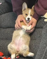 Gigi, a male Pembroke Welsh Corgi for sale in Wilbraham, MA – 2 of 3