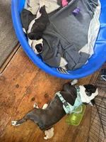 Brutus, a male French Bulldog for sale in Hampden, MA – 8 of 9