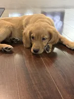 Ellie, a female Golden Retriever and English Cream Golden Retriever for sale in Hampden, MA – 5 of 9