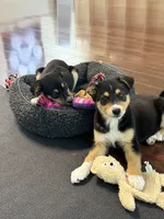Atlas, a male Siberian Husky and Beagle for sale in Wilbraham, MA – 6 of 6