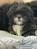 Harper, a female Shih Tzu for sale in Wilbraham, MA – 3 of 3