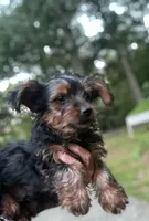 Teddy, a male Yorkshire Terrier for sale in Hampden, MA – 4 of 4