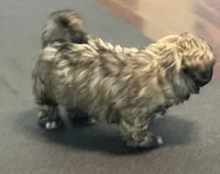 Halo, a female Shih Tzu for sale in Wilbraham, MA – 2 of 5