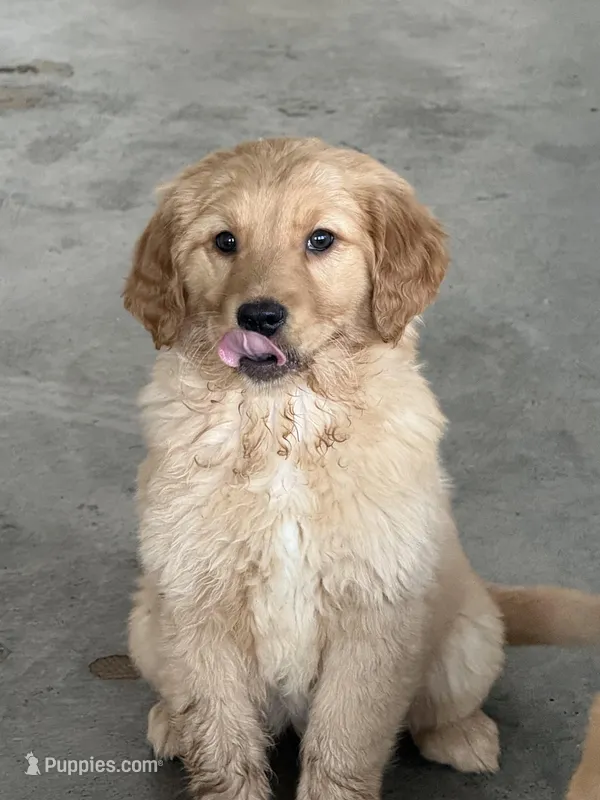 Honey, a female Golden Retriever for sale in Wilbraham, MA – Photo 1 of 3