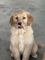 Honey, a female Golden Retriever for sale in Wilbraham, MA – Photo 1 of 3