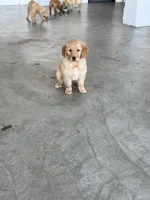 Honey, a female Golden Retriever for sale in Wilbraham, MA – Photo 3 of 3