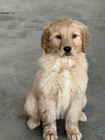 Honey, a female Golden Retriever for sale in Wilbraham, MA – Photo 2 of 3