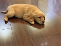 Happy, a female Golden Retriever for sale in Wilbraham, MA – Photo 5 of 7