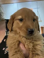 Happy, a female Golden Retriever for sale in Wilbraham, MA – Photo 2 of 7
