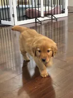 Happy, a female Golden Retriever for sale in Wilbraham, MA – Photo 4 of 7