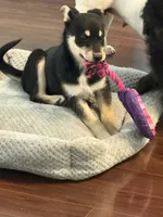 Timber, a male Siberian Husky and Beagle for sale in Wilbraham, MA – 3 of 6