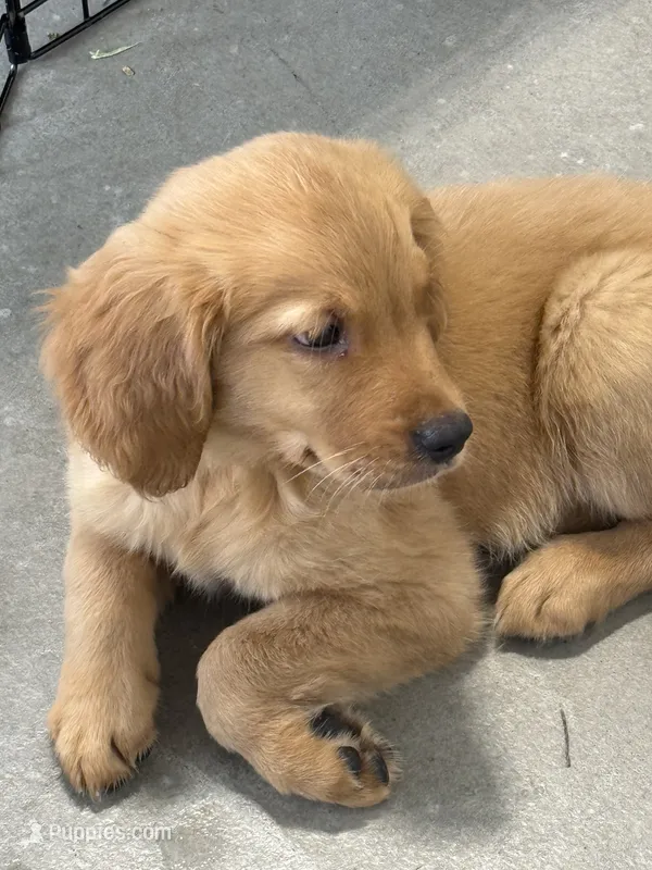 Spicy  – Golden Retriever, English Cream Golden Retriever puppy for sale in Hampden, MA