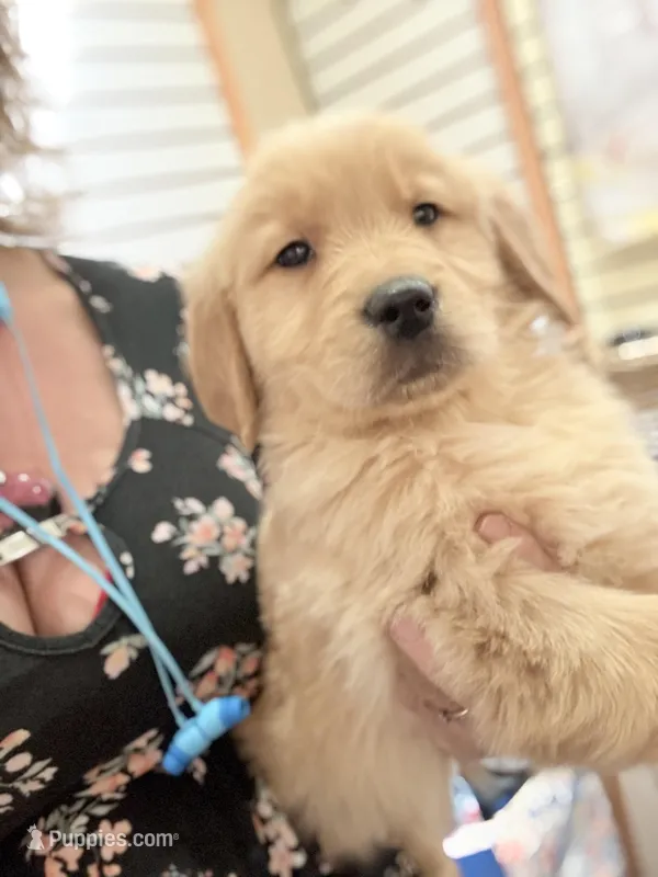 Charlie – Golden Retriever puppy for sale in Wilbraham, MA